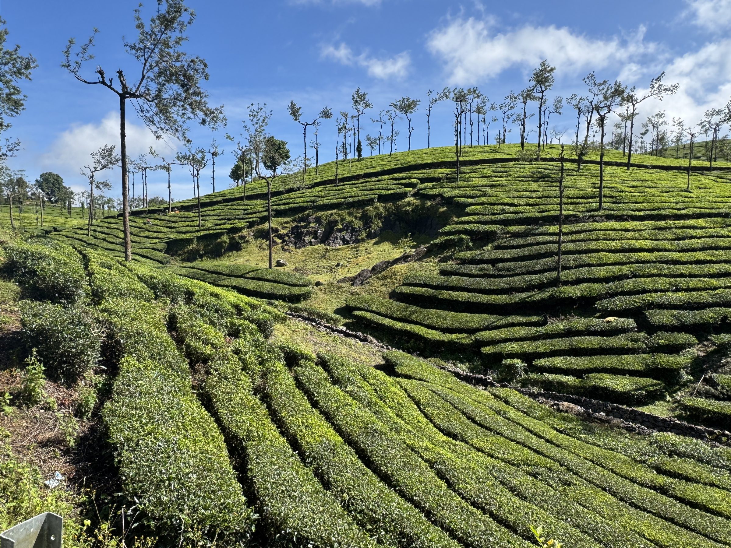 Tea hills near Munnar, Kerala